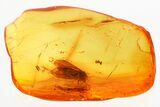 Detailed Fossil Caddisfly (Trichoptera) In Baltic Amber #357884-1